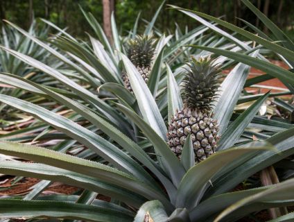 Ananas 1