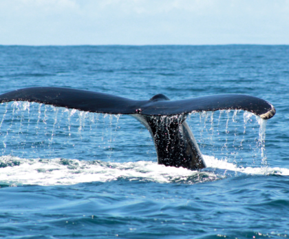 Die Schwanzflosse eines Wals beim Abtauchen in Costa Rica.