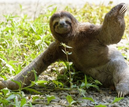 A sloth on the ground in the Costa Rican rainforest – Wildlife conservation