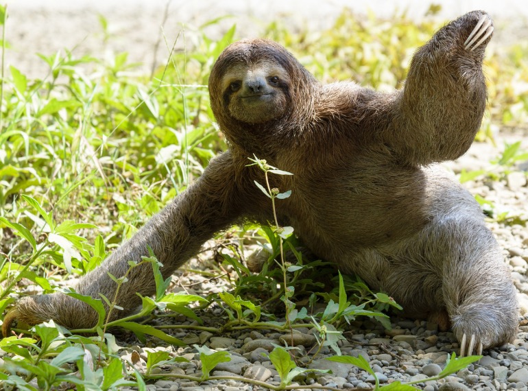 A sloth on the ground in the Costa Rican rainforest – Wildlife conservation