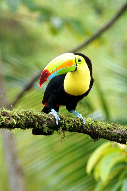 Wildlife, Vogel, Natur, Tiere, Landschaft, Abenteuerreisen in Costa Rica