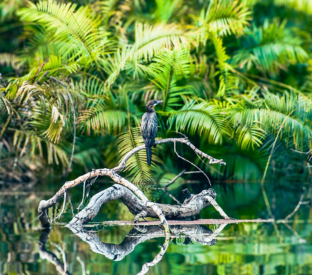 Abenteuer in Tortuguero Costa Rica