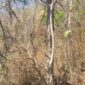 Bosque seco 85x85